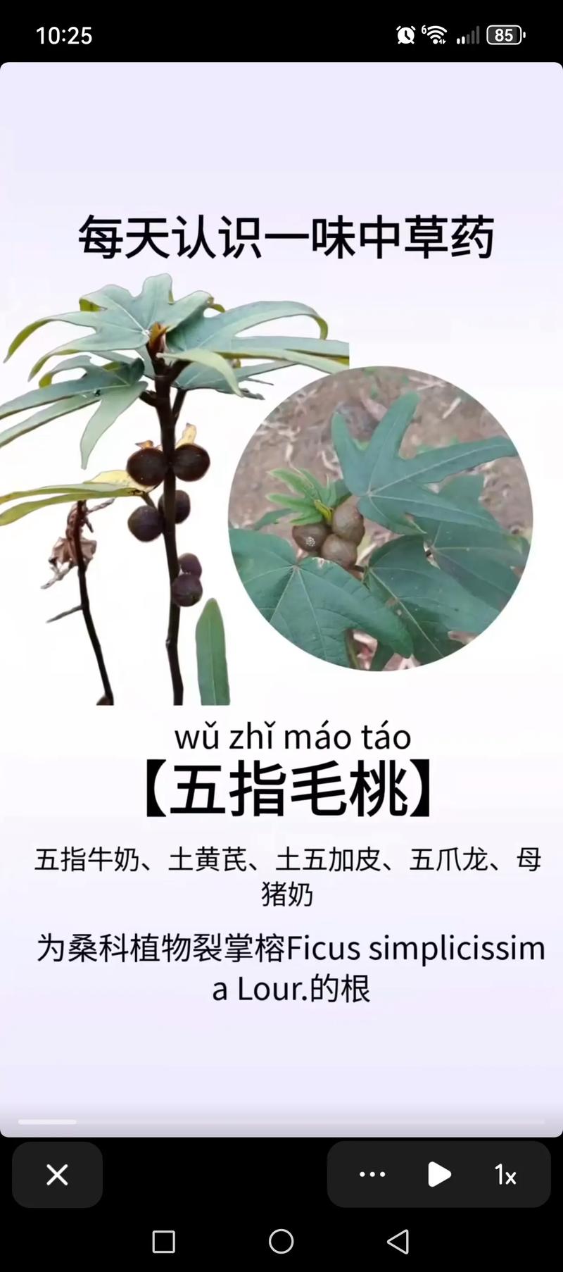 五指毛桃一亩种植多少株?合理密度与株行距全解析 四、种苗规格与购苗量怎么定?