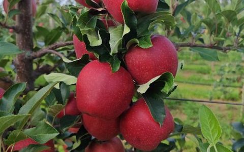 苹果什么品种好？2026年家庭种植三大优选品种对比与选购指南