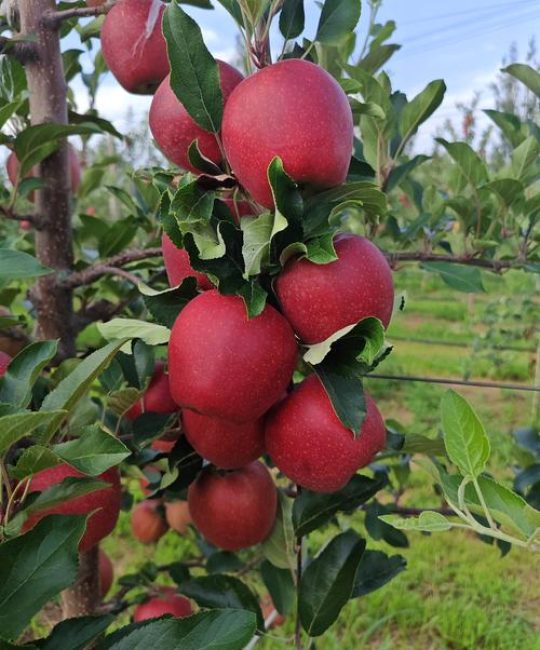苹果什么品种好？2026年家庭种植三大优选品种对比与选购指南