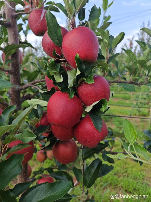 苹果什么品种好?2026年家庭种植三大优选品种对比与选购指南 苹果什么品种好?2026年家庭种植三大优选品种对比与选购指南