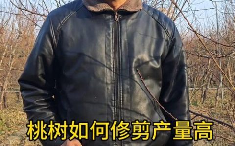桃树六月份怎么修剪？夏剪控旺促花的关键技术