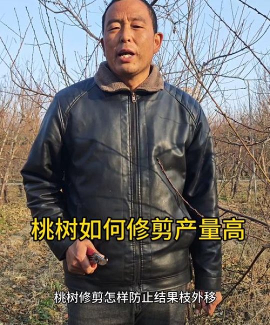 桃树六月份怎么修剪？夏剪控旺促花的关键技术