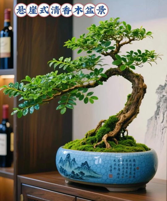 清香木下山老桩栽活实战指南：七步提高成活率要点解析