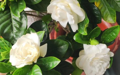 栀子花好养吗？掌握4个关键点，新手也能花开满枝