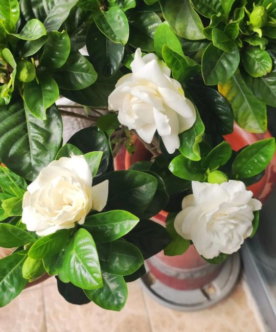 栀子花好养吗？掌握4个关键点，新手也能花开满枝