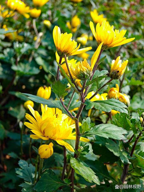 菊花的“菊”去掉草字头念什么? 菊花的基础档案(附带品种知识)