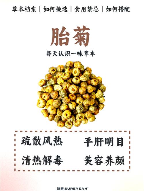 菊花的“菊”去掉草字头念什么? 盆栽/地栽选择决策