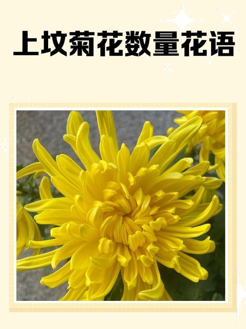 菊花的“菊”去掉草字头念什么? FAQ