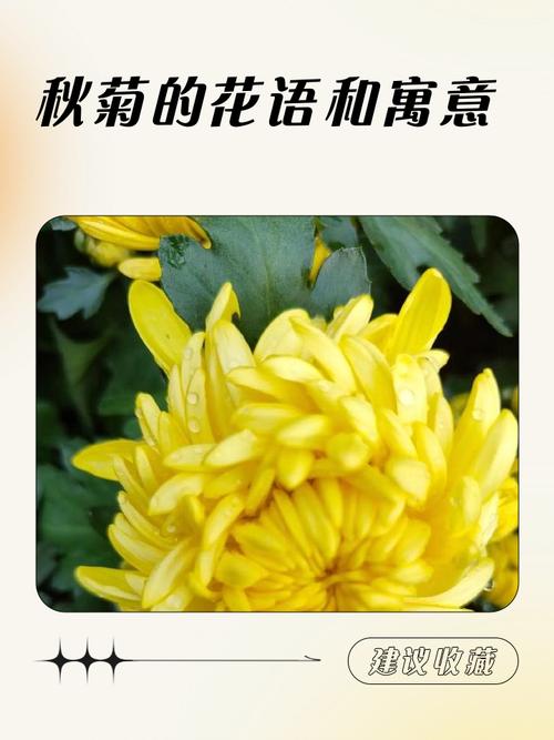 菊花的“菊”去掉草字头念什么? 总结