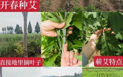 艾草种子一亩地多少种子？播种密度与用量全解析