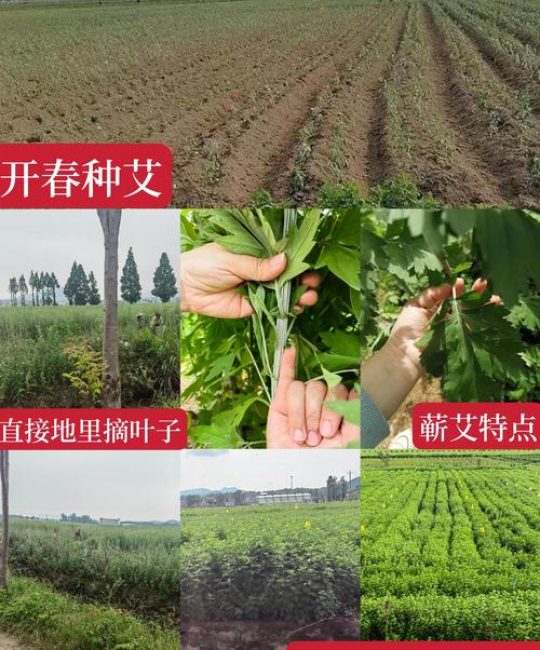 艾草种子一亩地多少种子？播种密度与用量全解析