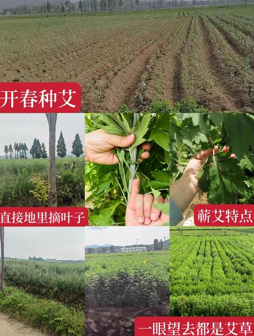 艾草种子一亩地多少种子？播种密度与用量全解析