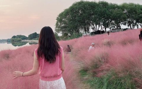 河北粉黛乱子草哪里购买？一份科学严谨的采购渠道评估指南