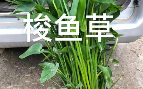 沉水植物多少钱一平方？2026年价格快速参考