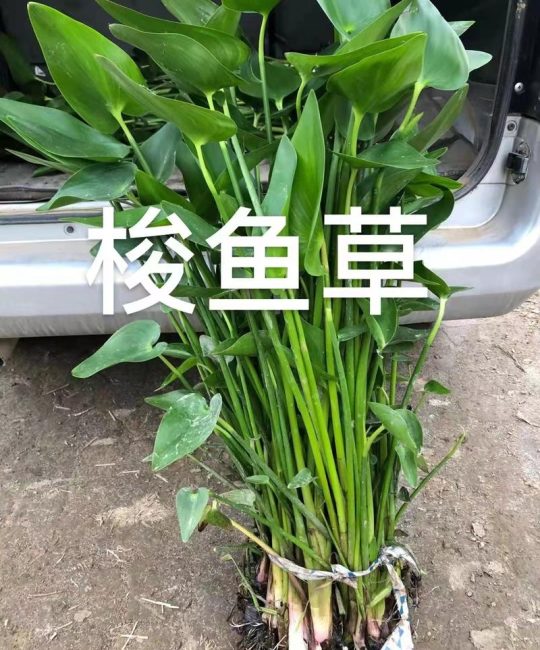 沉水植物多少钱一平方？2026年价格快速参考