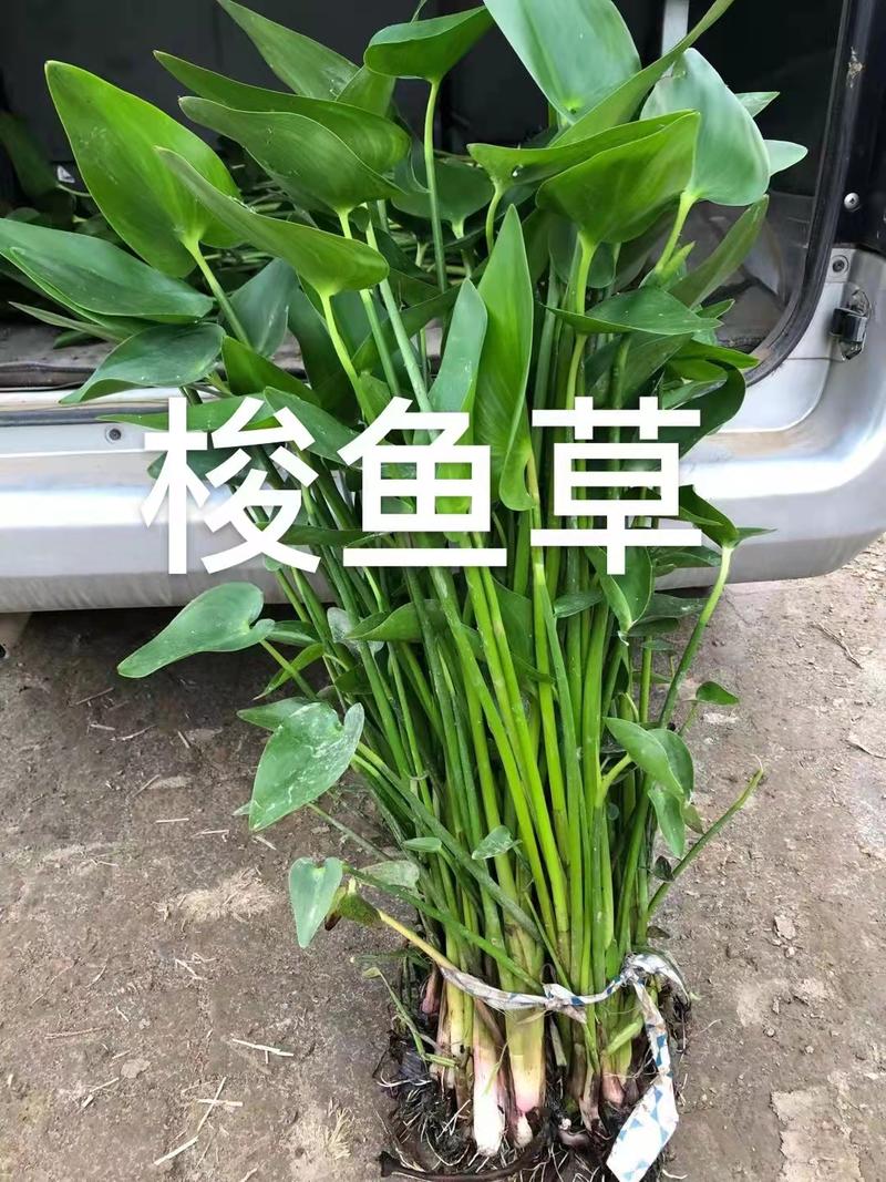 沉水植物多少钱一平方?2026年价格快速参考 一、规格与品种:决定基础基价的核心因素