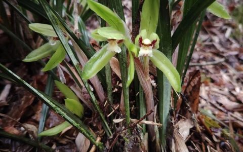 兰草是什么植物｜详解名称、形态、习性与园林应用