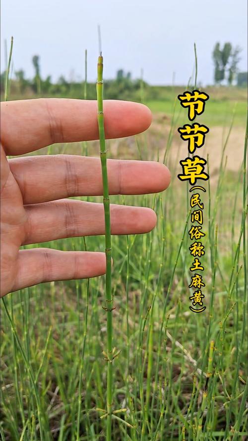 节节草长什么样?形态特征与园艺价值全解析 六、如何准确识别节节草?