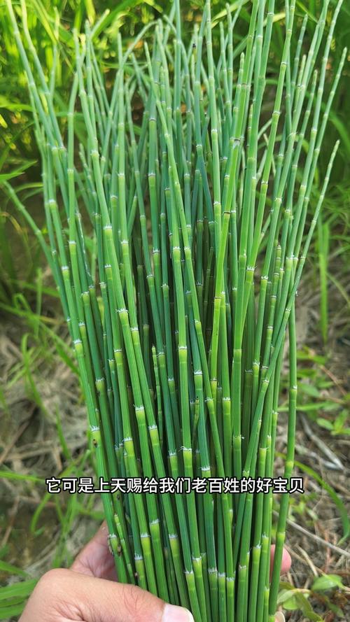 节节草长什么样?形态特征与园艺价值全解析 五、节节草在园艺中的双重身份