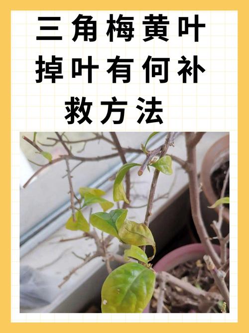 三角梅只长叶子不开花怎么办？5步排查与解决方案