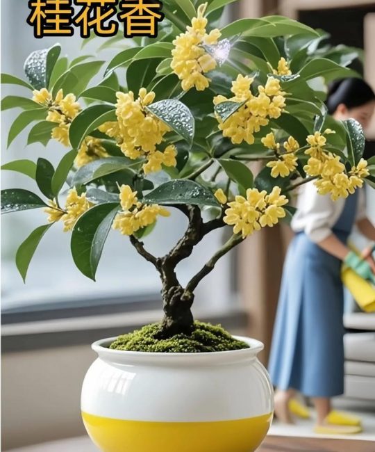 桂花树怎么养的好？家庭养护六大要点详解