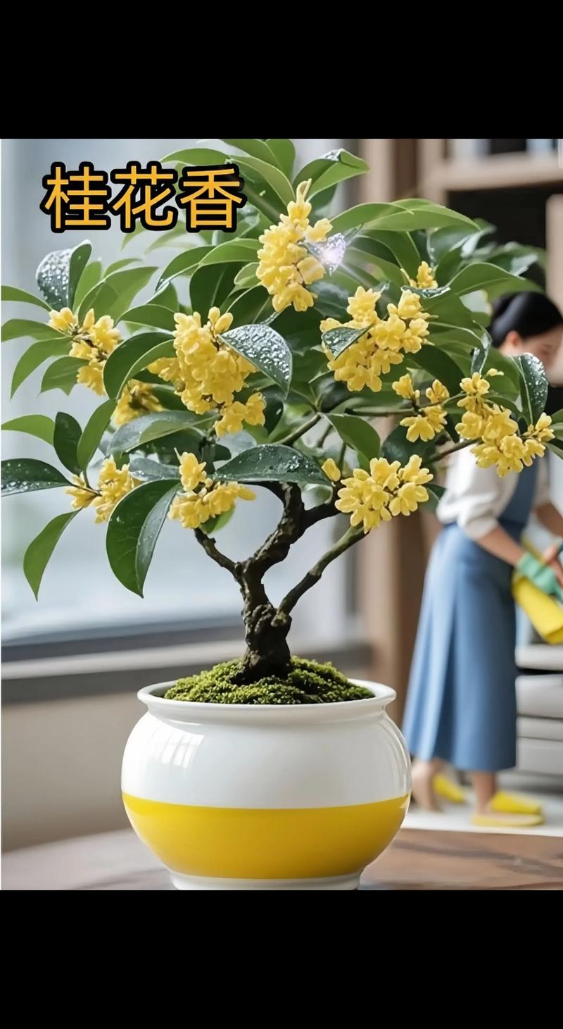 桂花树怎么养的好?家庭养护六大要点详解 桂花树怎么养的好?家庭养护六大要点详解