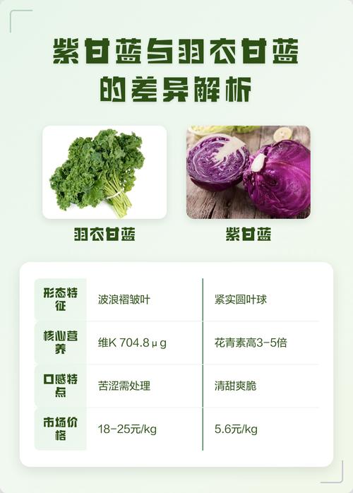 羽衣甘蓝和紫甘蓝哪个营养价值高?营养师深度对比分析 羽衣甘蓝和紫甘蓝哪个营养价值高?营养师深度对比分析