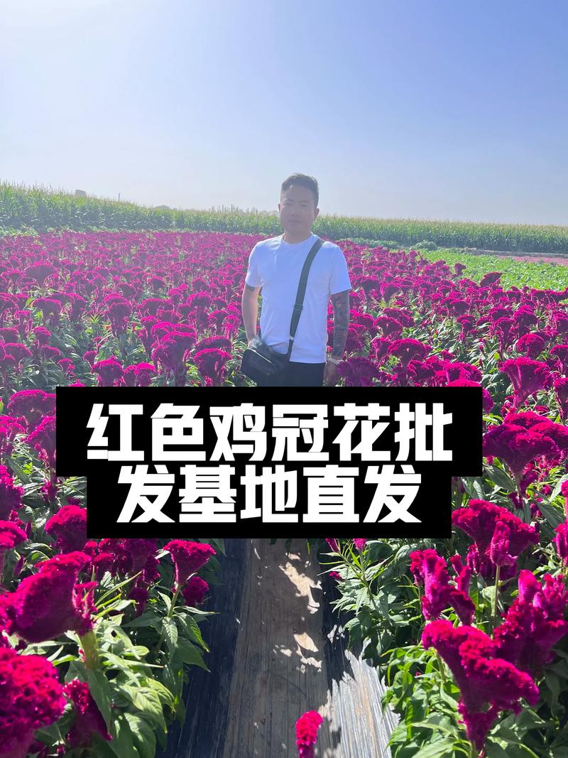 鸡冠花多少钱一棵?2025年最新价格参考与五大影响因素解析 数量因素:零售与批发价差可达三倍