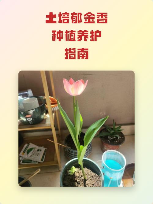 六、缓苗管理（生根期）