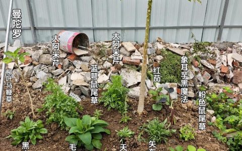 木瓜黄品种的种植与养护全攻略