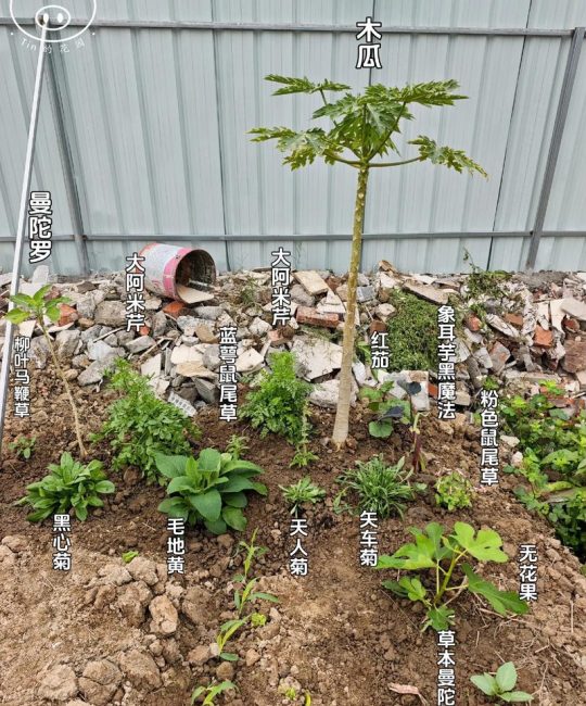 木瓜黄品种的种植与养护全攻略