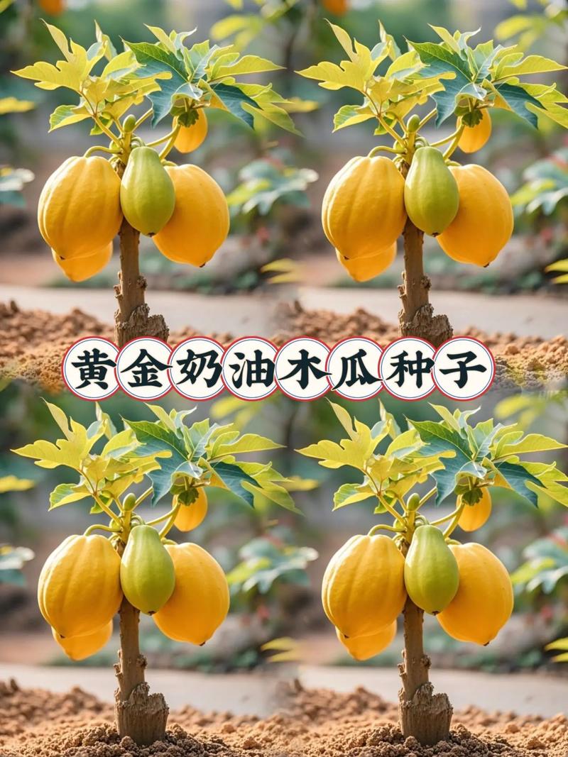 木瓜黄品种的种植与养护全攻略 二、繁殖与定植