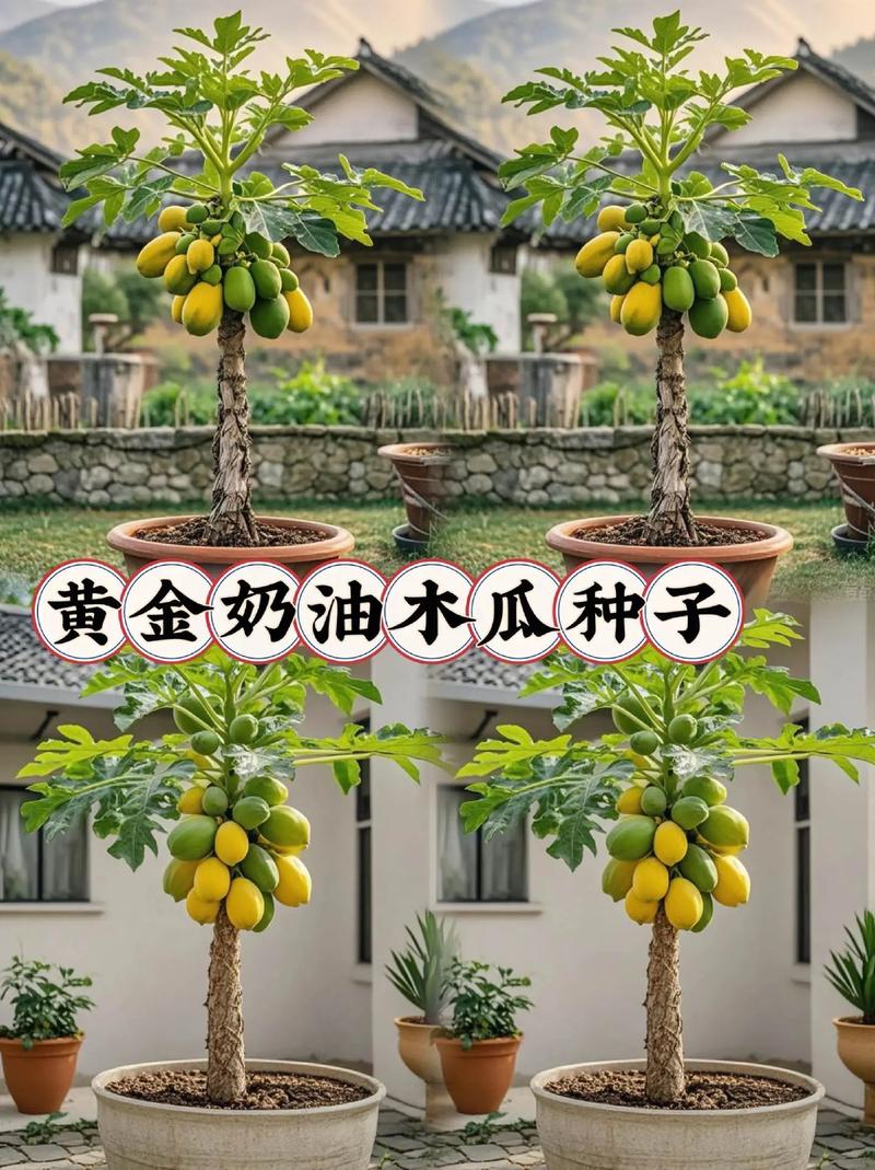木瓜黄品种的种植与养护全攻略 三、水肥管理