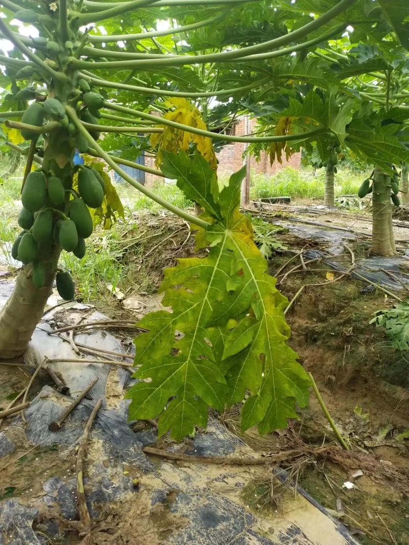 木瓜黄品种的种植与养护全攻略 四、修剪与授粉