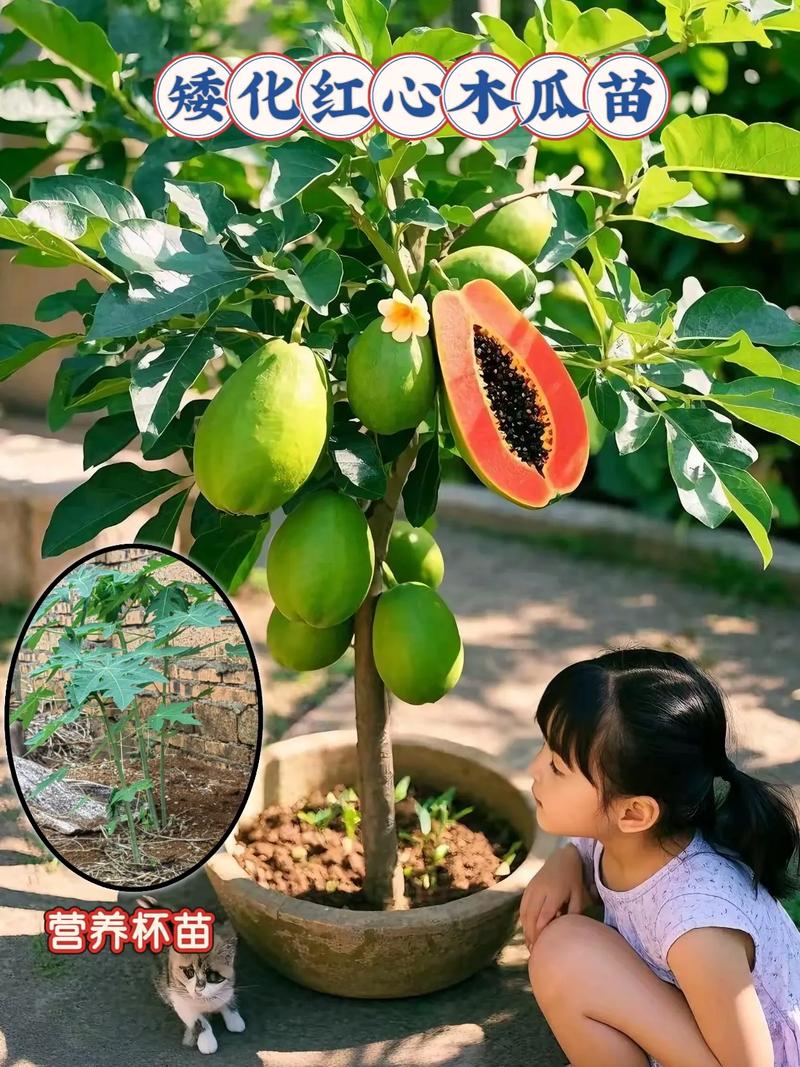 木瓜黄品种的种植与养护全攻略 五、病虫害防治