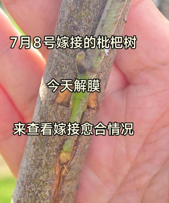 枇杷几月份嫁接成活率最高？掌握最佳时间与操作要领