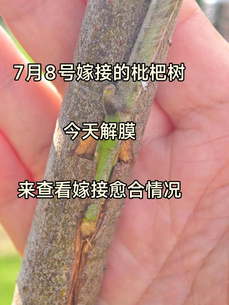 枇杷几月份嫁接成活率最高?掌握最佳时间与操作要领 枇杷几月份嫁接成活率最高?掌握最佳时间与操作要领