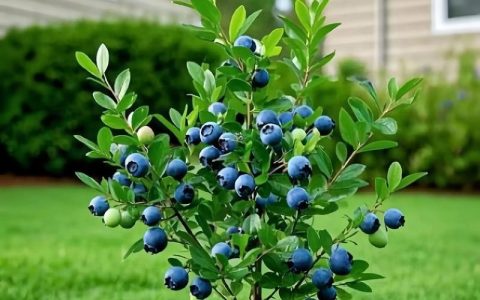 蓝莓树可以种在院子里吗？庭院地栽蓝莓全攻略
