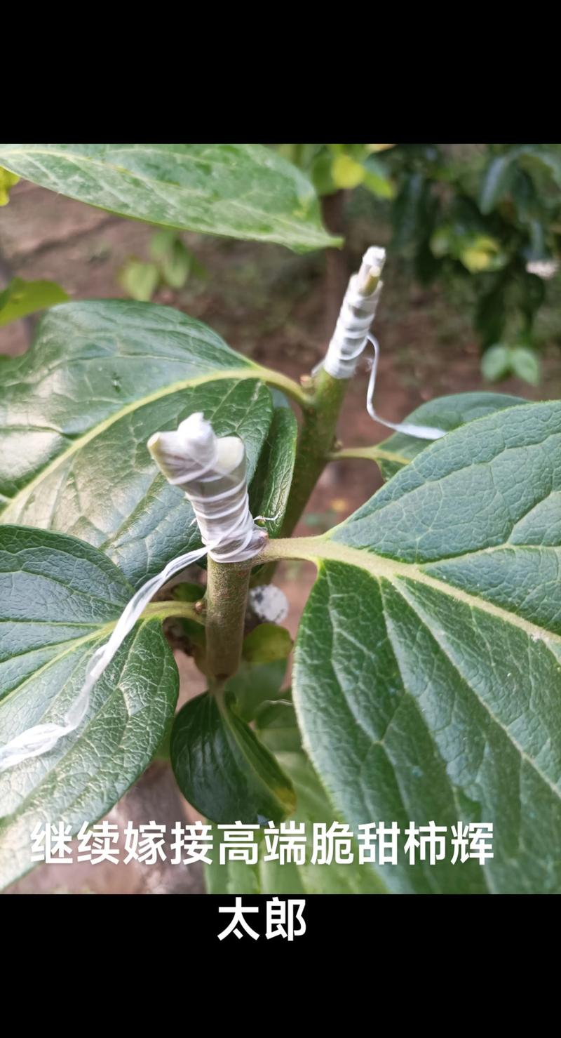 柿子树冬天可以嫁接吗?——冬季休眠期嫁接技术全解析与地域实操指南 一、答案先行:可以,但需分品种与气候条件