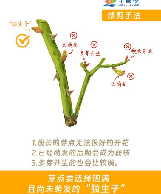 月季花什么时候修剪最好？四季科学修剪指南