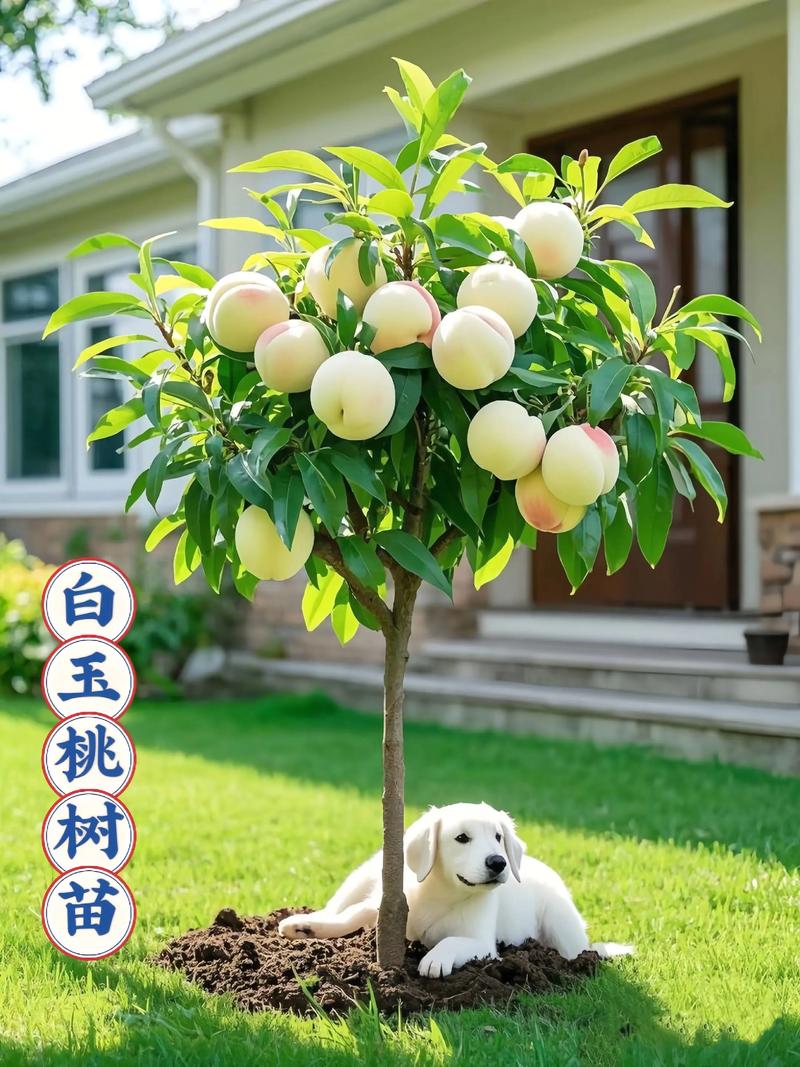 桃树品种大揭秘:三大主流品种对比与选购指南 桃树品种数量庞大,但家庭选择聚焦三大代表