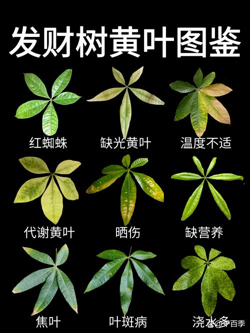 发财树的叶子黄了怎么办?全面解析原因与拯救方法 一、常见黄叶原因及对应措施