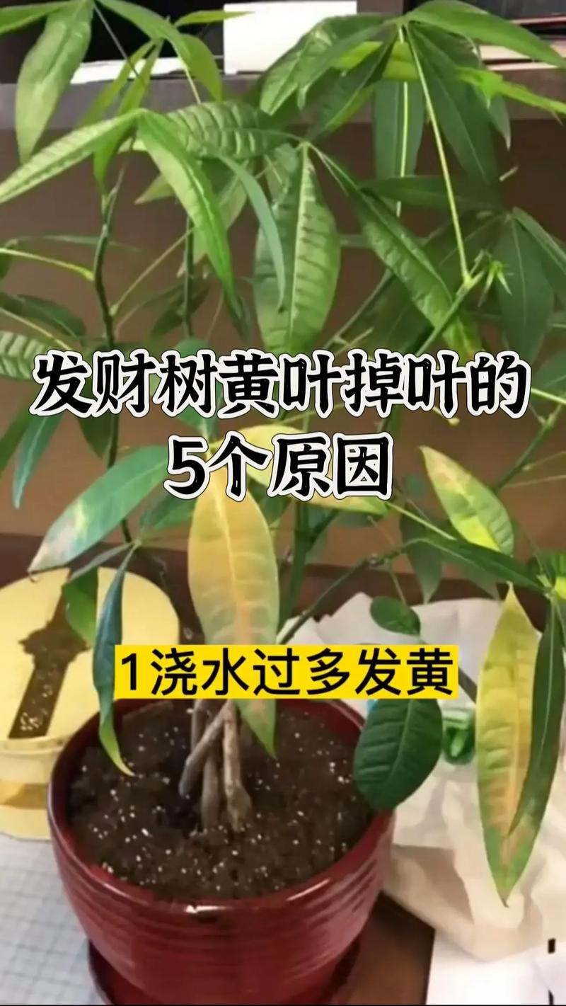 发财树的叶子黄了怎么办?全面解析原因与拯救方法 三、日常养护口诀