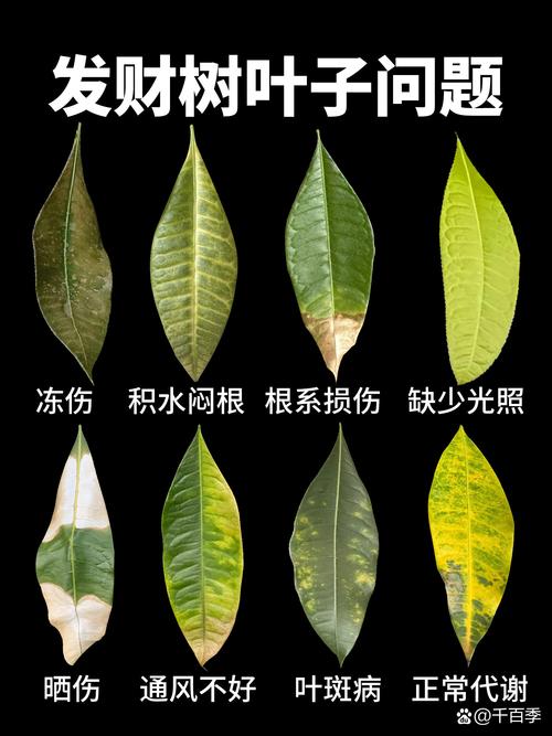 发财树的叶子黄了怎么办?全面解析原因与拯救方法 四、总结