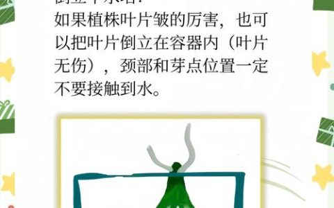 蝴蝶兰水培全攻略：从烂根到爆花，保姆级养护指南