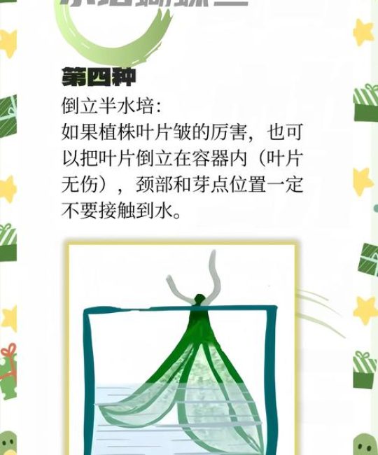 蝴蝶兰水培全攻略：从烂根到爆花，保姆级养护指南
