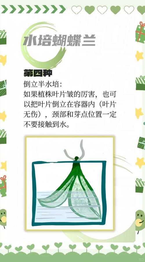 蝴蝶兰水培全攻略:从烂根到爆花,保姆级养护指南 蝴蝶兰水培全攻略:从烂根到爆花,保姆级养护指南