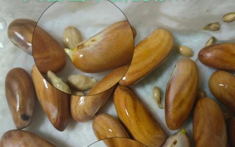 菠萝蜜种子怎么种？家庭盆栽发芽与移栽全流程
