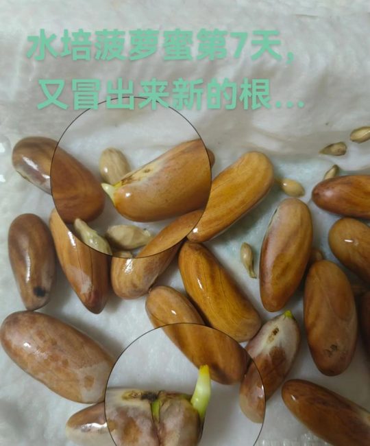 菠萝蜜种子怎么种？家庭盆栽发芽与移栽全流程