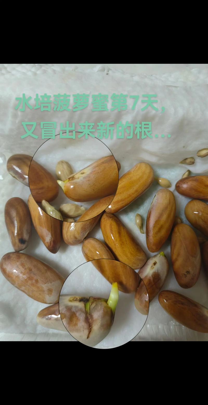 菠萝蜜种子怎么种?家庭盆栽发芽与移栽全流程 菠萝蜜种子怎么种?家庭盆栽发芽与移栽全流程